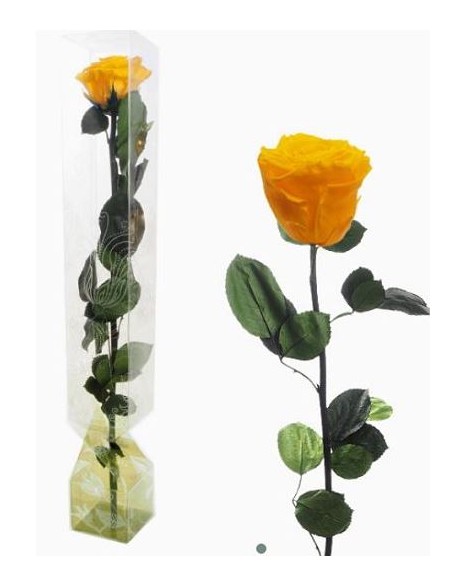 ROSA PRESERVADA TALLO LARGO SAFFRON YELOW ROSA PRESERVADA TALLO LARGO SAFFRON YELOW