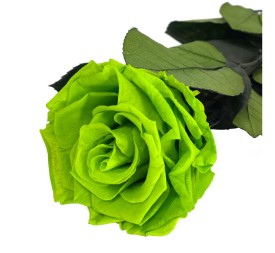 KIARA STEM DISPLAY VERDE