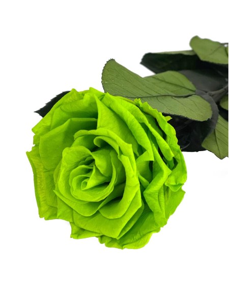 KIARA STEM DISPLAY VERDE