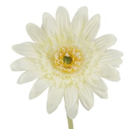 GERBERAX1 M.P.CREMA 54cm(8cm) (F660/1)