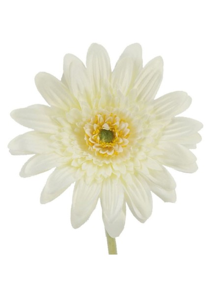 GERBERAX1 M.P.CREMA 54cm(8cm) (F660/1)