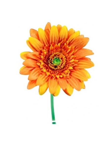 GERBERAX1 M.P.NARAN.54cm(8cm