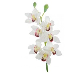 CYMBIDIUMX7 T.NAT CREM.80cm(4