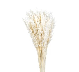 AVENA SATIVA 80 cms. BLANCO (00)