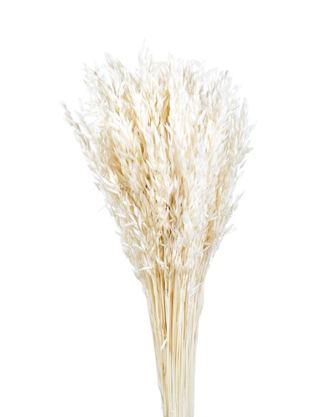 AVENA SATIVA 80 cms. BLANCO (00)