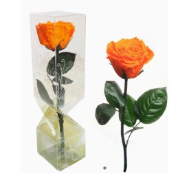 ROSA PRESERVADA TALLO CORTO NARANJA