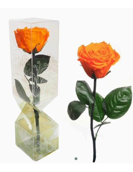 ROSA PRESERVADA TALLO CORTO NARANJA