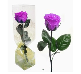 ROSA PRESERVADA TALLO CORTO LILA