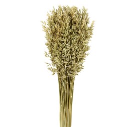 AVENA SATIVA 80 cms. NATURAL (04)