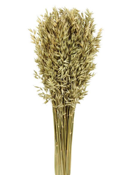 AVENA SATIVA 80 cms. NATURAL (04)
