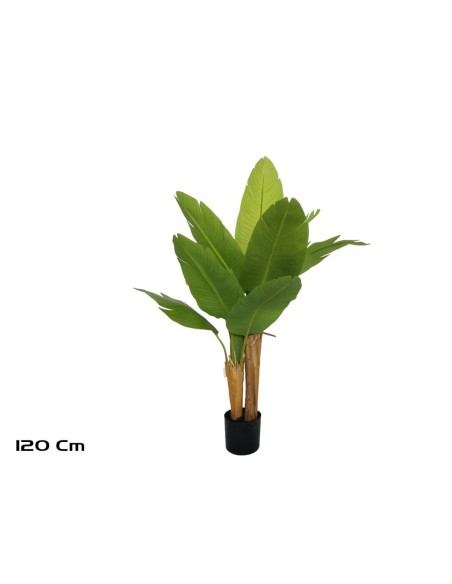PLANTA PLATANERO LVS R/T 120 CM