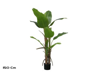 PLANTA PLATANERO LVS R/T 150 CM