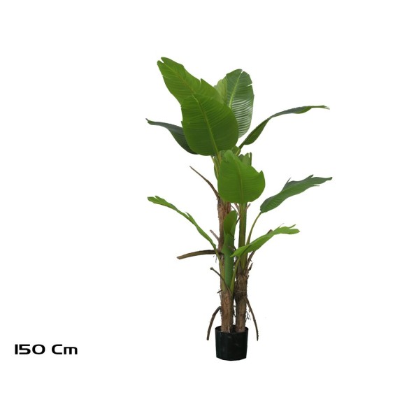 PLANTA PLATANERO LVS R/T 150 CM