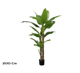 PLANTA PLATANERO LVS R/T 200 CM