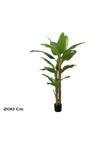 PLANTA PLATANERO LVS R/T 200 CM