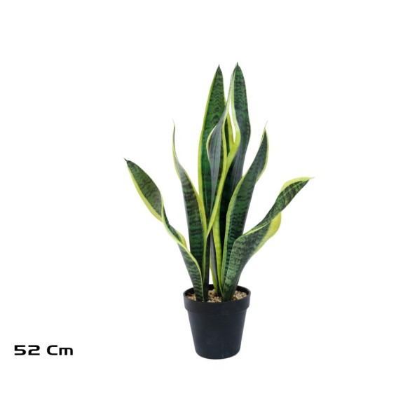 MACETA SENSEVERIA X 8 C/PIEDRAS 52 CM