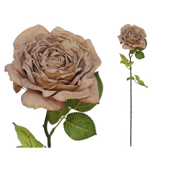 VARA ROSA DRIED -66 CM (CAFE)