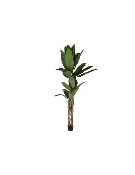 PLANTA PE CEMENTO 90X90X290 BANANERO VERDE