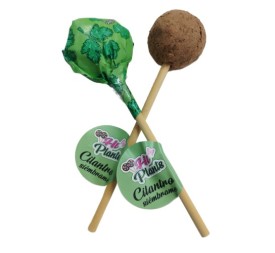 CAPSULA SEMILLA PLANTABLE CILANTRO