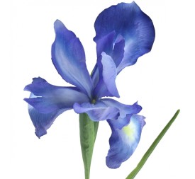 IRIS 78 CMS (2046-10)