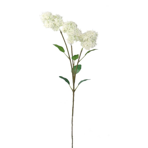 FILIPENDULA (4669-11)