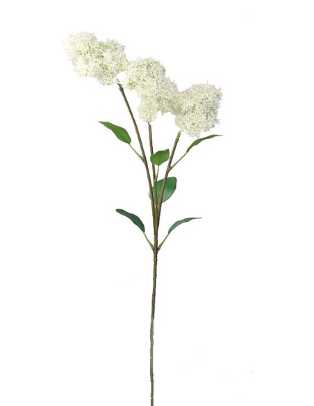 FILIPENDULA (4669-11)