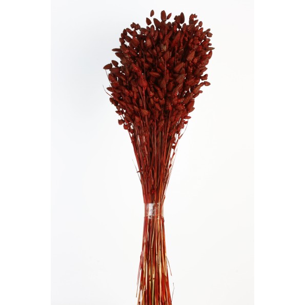 BRIZA MAXIMA 50 cms. ROJO (59)