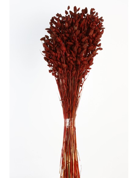 BRIZA MAXIMA 50 cms. ROJO (59)