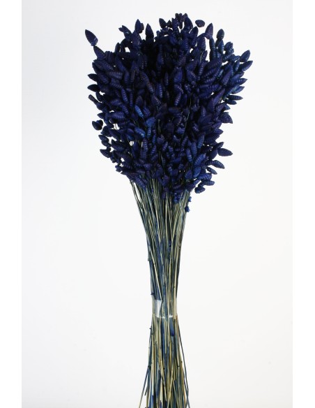 BRIZA MAXIMA 50 cms. AZUL (73) BRIZA MAXIMA 50 cms. AZUL (73)