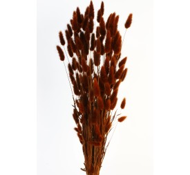 LAGURUS 60 cms. MARRON (37)