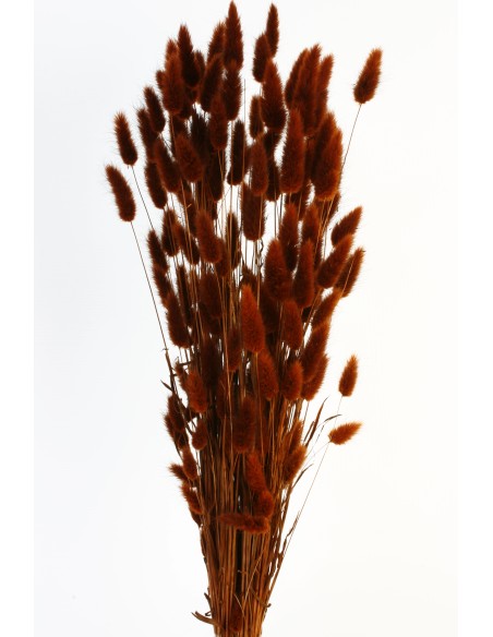 LAGURUS 60 cms. MARRON (37)