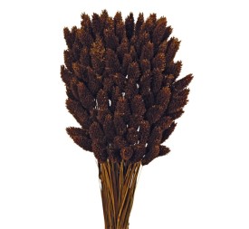 PHALARIS 80 cms. MARRON (37)
