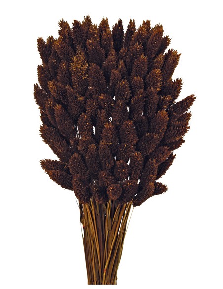 PHALARIS 80 cms. MARRON (37)