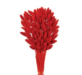 PHALARIS 80 cms. ROJO (54)