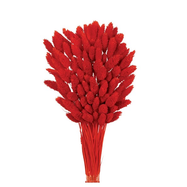 PHALARIS 80 cms. ROJO (54)