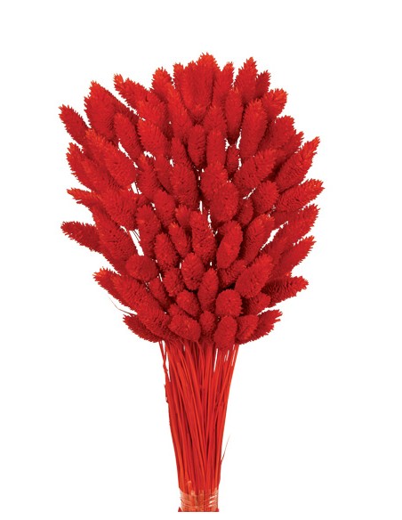 PHALARIS 80 cms. ROJO (54)