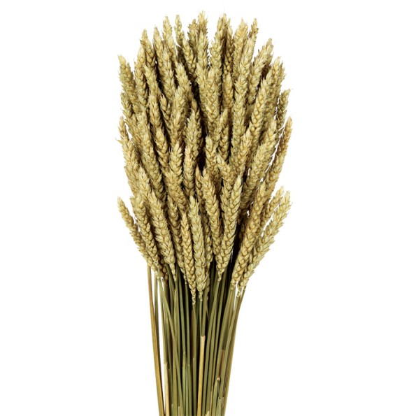 TRIGO FLO 80cms. NATURAL (4)