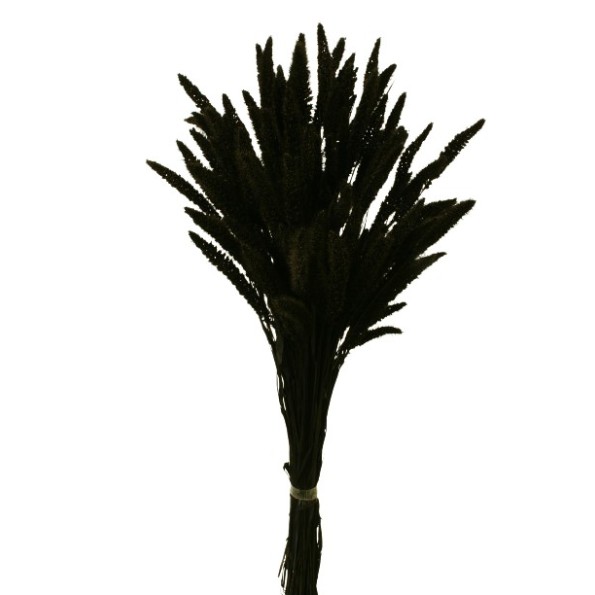 SETARIA 75 cms. NEGRO (99)