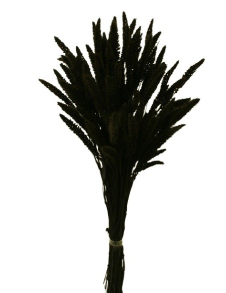 SETARIA 75 cms. NEGRO (99)