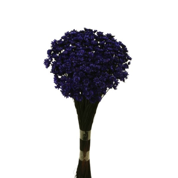 GLIXIA 50 cms. MORADO (88)