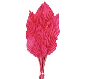PALM SPEAR 50 cms. 8/10 cms.ROSA (45)