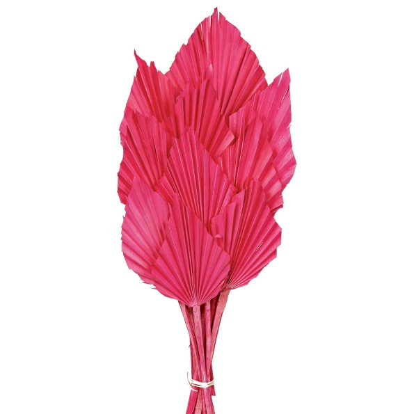 PALM SPEAR 50 cms. 8/10 cms.ROSA (45)