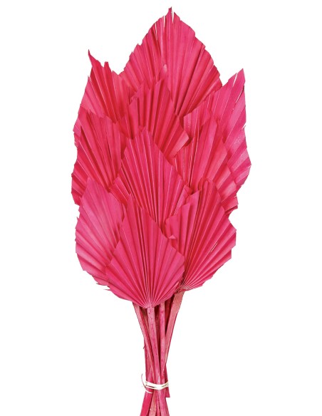 PALM SPEAR 50 cms. 8/10 cms.ROSA (45)