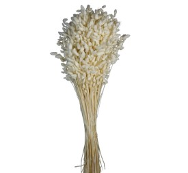 BRIZA MAXIMA 50 cms. BLANCO (00)
