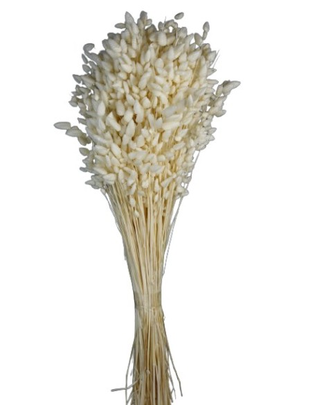 BRIZA MAXIMA 50 cms. BLANCO (00)