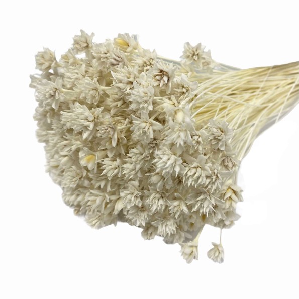 HILL FLOWER 45 cms. BLANCO (00)