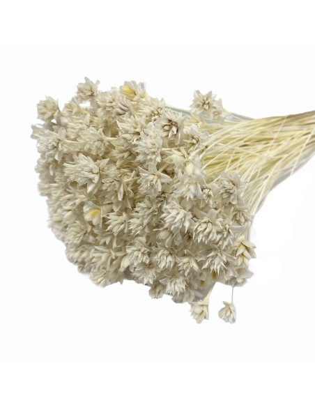 HILL FLOWER 45 cms. BLANCO (00)