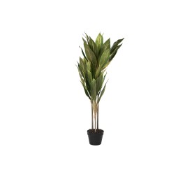 PLANTA PE 50X50X120 DRACENA VERDE