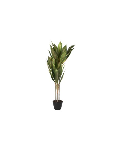 PLANTA PE 50X50X120 DRACENA VERDE