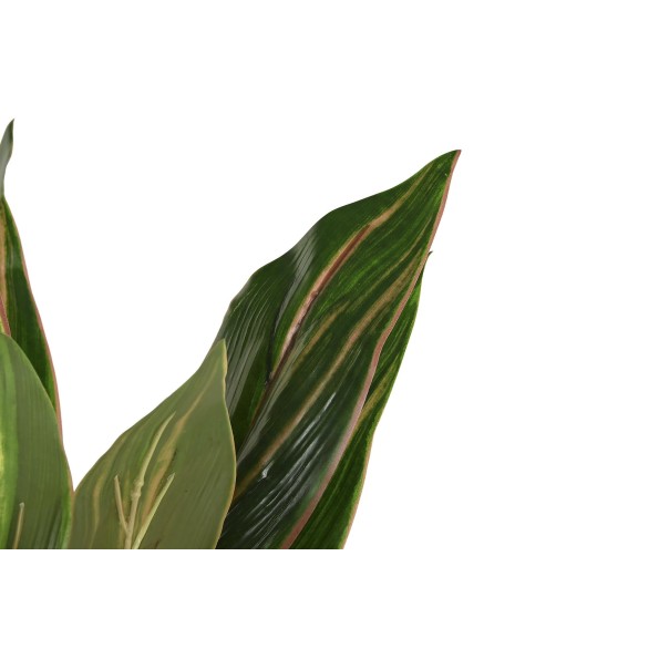 PLANTA PE 50X50X120 DRACENA VERDE